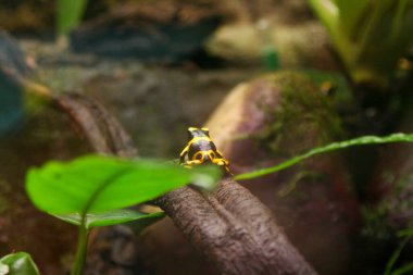 Parlak renkli sarı ve siyah bir kurbağa, doğal ortamında bir dalın üzerinde rahatça oturuyor ve çevresindekileri gözlemliyor.