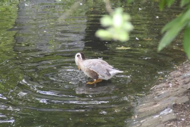Bir ördek sakin bir göletin ortasında sakince duruyor, doğal ortamının huzurlu ortamının tadını çıkarıyor.