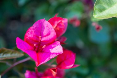 Bu resim, yemyeşil bir zemin üzerine kurulmuş güzel pembe bir çiçeğin ayrıntılı bir yakın plan görüntüsünü içeriyor, canlı renklerini ve karmaşık taç yapraklarını vurguluyor.