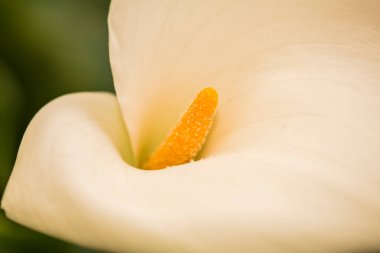 Bu, parlak sarı merkezli narin beyaz bir çiçeğin, güzelliğini ve detaylarını gösteren, karmaşık bir yakın plan görüntüsü.
