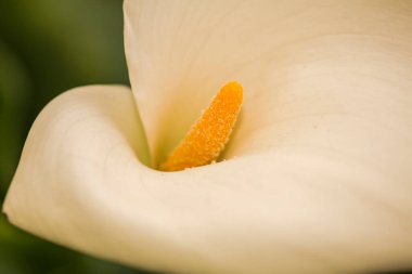 Bu, parlak sarı merkezli narin beyaz bir çiçeğin, güzelliğini ve detaylarını gösteren, karmaşık bir yakın plan görüntüsü.