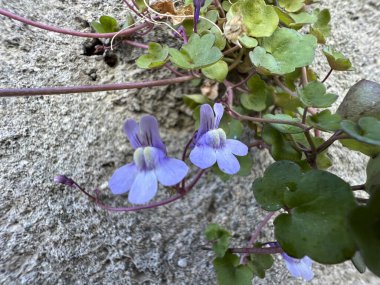 Bu resim, canlı mor çiçekleri ve yemyeşil yaprakları olan ve çarpıcı bir görünüm oluşturan güzel bir bitkinin yakın çekimini gösteriyor.