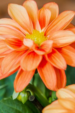 Çarpıcı sarı merkezli canlı bir turuncu çiçeğin detaylı ve yakın çekim görüntüsü güzel taç yapraklarını ve yapısını gözler önüne seriyor.