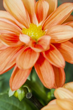 Çarpıcı sarı merkezli canlı bir turuncu çiçeğin detaylı ve yakın çekim görüntüsü güzel taç yapraklarını ve yapısını gözler önüne seriyor.