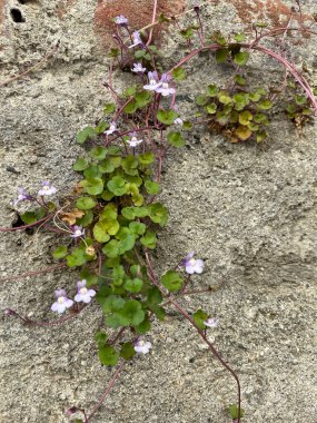 Bu resim, canlı mor çiçekleri ve yemyeşil yaprakları olan ve çarpıcı bir görünüm oluşturan güzel bir bitkinin yakın çekimini gösteriyor.