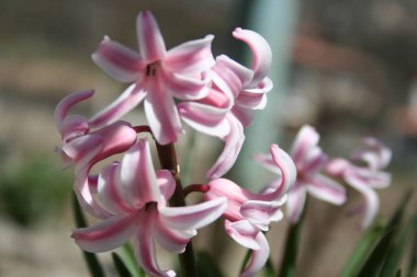 Bu, yemyeşil bir arkaplanda canlı bir şekilde duran güzel pembe bir çiçeği gösteren detaylı bir yakın plan görüntüsü.