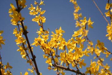 Parlak sarı çiçeklerle süslenmiş canlı bir ağaç dalı açık mavi gökyüzüne karşı kurulmuş, güzel bir doğal manzara yaratıyor.