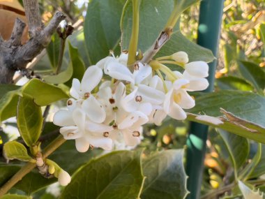 Narin beyaz çiçekler ve gür yeşil yapraklarla süslenmiş güzel bir ağaç dalı mükemmel bir zarafet dokunuşu sağlıyor.