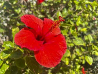 Bu, yemyeşil yapraklardan oluşan bir zemin üzerinde güzel bir şekilde duran canlı kırmızı bir amber çiçeğinin ayrıntılı bir görüntüsü.