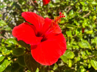 Bu, yemyeşil yapraklardan oluşan bir zemin üzerinde güzel bir şekilde duran canlı kırmızı bir amber çiçeğinin ayrıntılı bir görüntüsü.