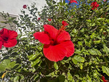 Bu, yemyeşil yapraklardan oluşan bir zemin üzerinde güzel bir şekilde duran canlı kırmızı bir amber çiçeğinin ayrıntılı bir görüntüsü.