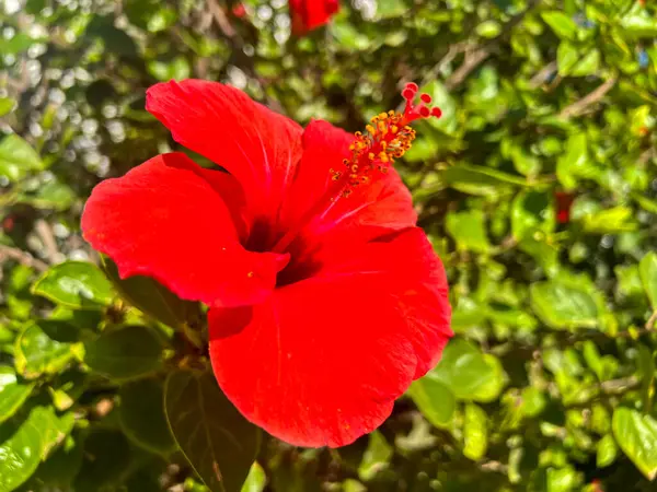 Bu, yemyeşil yapraklardan oluşan bir zemin üzerinde güzel bir şekilde duran canlı kırmızı bir amber çiçeğinin ayrıntılı bir görüntüsü.