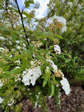 Zarif beyaz çiçeklerle süslenmiş güzel bir çalı. Yanında canlı yeşil yapraklar var. Doğada çarpıcı bir görsel görüntü yaratıyor.