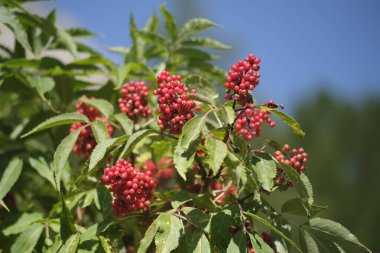 Kırmızı böğürtlen kümeleri ve yemyeşil yapraklarla süslenmiş canlı bir çalı açık mavi gökyüzüne karşı dizilmiş güzel bir manzara yaratır.
