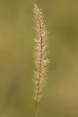 Bu görüntü, doğal güzelliğini arttıran canlı yeşil bir arka plana güzelce yerleştirilmiş uzun bir çimen bitkisinin detaylı bir yakın çekimini gösteriyor.