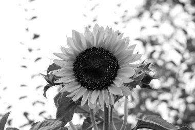 Bu çarpıcı bir siyah beyaz fotoğraf güzel bir ayçiçeğini sergiliyor ve etrafında arılar uçuşuyor.