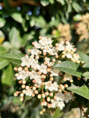 Burada zarif beyaz çiçekleri ve onu mükemmel tamamlayan canlı yeşil yaprakları içeren güzel bir bitkinin yakın görüntüsünü görüyoruz.