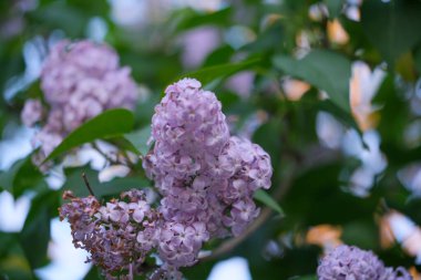 Ağaç dalında canlı canlı açan güzel mor çiçeklerin detaylı bir görüntüsü, canlı renklerini ve karmaşık taç yapraklarını gözler önüne seriyor.