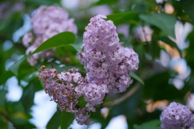 Ağaç dalında canlı canlı açan güzel mor çiçeklerin detaylı bir görüntüsü, canlı renklerini ve karmaşık taç yapraklarını gözler önüne seriyor.