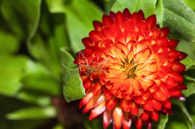 Bu, canlı kırmızı bir çiçeğin yakın plan görüntüsü. Yumuşak yeşil arka planda güzel duruyor. Zengin ayrıntılarını gösteriyor.