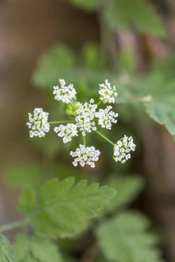 Beyaz çiçekli ve yeşil yapraklı bir karasal bitkinin yakın çekimi. Bu yer örtüsü çiçek açan bir bitkidir. Bu bitki forb ya da bitkisel bitki olarak sınıflandırılabilir.
