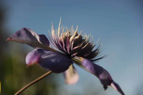 stock image This image showcases a stunning closeup view of a vibrant purple flower, beautifully contrasting with a soft, blurry background that enhances its elegance