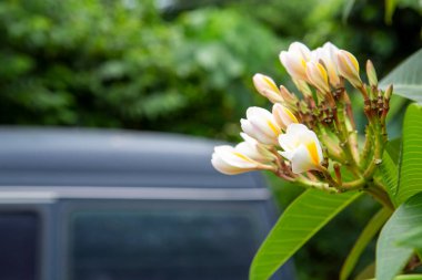 This image features a detailed closeup of a vibrant flower, with a car parked in the background that adds context and depth to the scene clipart