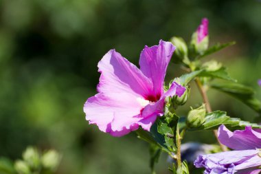 Zarif, pembe bir çiçeğin, doğanın güzelliğini yansıtan çarpıcı beyaz bir merkezin karmaşık bir yakın plan görüntüsü.