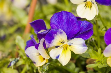 Bu resim, manzaranın yeşil çimlerinin arasına yerleştirilmiş canlı mor ve sarı bir çiçeğin çarpıcı bir yakın çekimini gösteriyor.