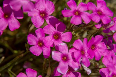 Parlak sarı merkezlerle süslenmiş canlı, küçük, narin bir demet mor çiçek şu anda bir çalılıkta güzelce büyüyor.