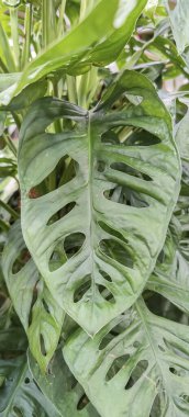 Bu resim, içinde birkaç ilginç delik olan yeşil bir yaprağın canlı bir yakın çekimini içeriyor, eşsiz dokusunu ve tasarımını sergiliyor.