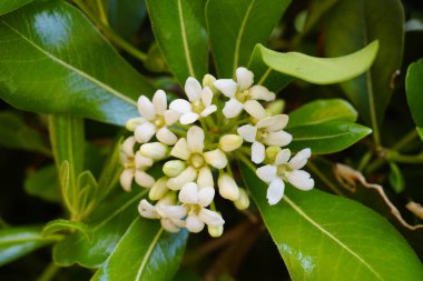 Bu resim, arka planda yemyeşil yapraklarla birlikte çarpıcı beyaz çiçeklerin yer aldığı güzel bir bitkinin ayrıntılı bir yakın çekimini gösteriyor.