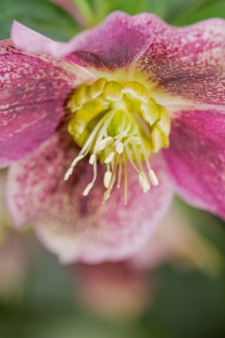Bir insan, parlak sarı bir merkezi olan güzel pembe bir çiçeği nazikçe tutar, canlı görünümünü ve çekiciliğini arttırır.