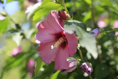 Bu resim, arka planda canlı yeşil yapraklarla çevrili güzel pembe bir çiçeğin yakın plan görüntüsünü sunar.