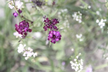 Bu, canlı bir bitkiyi süsleyen, güzel mor ve beyaz çiçeklerin güzel taç yapraklarını ve zengin renklerini gösteren detaylı bir yakın çekim görüntüsü.