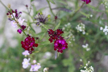 Canlı kırmızı ve beyaz bir demet çiçek sağlıklı bir bitki üzerinde güzel bir şekilde gelişiyor, çarpıcı bir renk ve yaşam gösterisi sergiliyor.