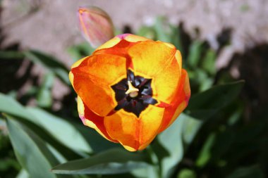 Bu göz alıcı turuncu çiçeğin çarpıcı bir yakın çekimi, izleyicilerin dikkatini çeken zıt bir siyah merkezi var.