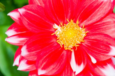 Bu görüntü, parlak sarı bir merkezi gösteren canlı kırmızı ve beyaz bir çiçeğin yakın plan görüntüsünü içeriyor.