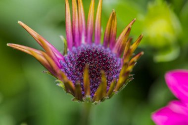 Canlı mor bir çiçeğin detaylı yakın plan görüntüsü yemyeşil bir zemin üzerine kurulmuş. Karmaşık özelliklerini güzel bir şekilde sergiliyor.