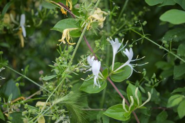 Bu görüntü, etrafını saran yemyeşil yapraklarla birlikte narin beyaz çiçeklerin de bulunduğu güzel bir bitkinin yakın görüntüsünü sunuyor.