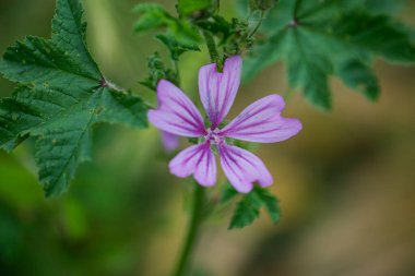 Bu resim, yemyeşil yapraklarla tamamlanmış canlı bir mor çiçeğin, gelişmekte olan sağlıklı bir bitkinin yakın çekimini gösteriyor.