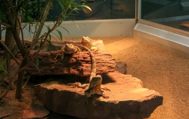 A vibrant green lizard is comfortably sitting atop a smooth rock in the warm sandy area, enjoying its surroundings and basking in the sun