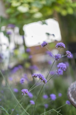 Resim, arka planda iyi döşenmiş bir masa ve bir dizi sandalye ile canlı bir mor çiçeğin yakın plan görüntüsünü sergiliyor