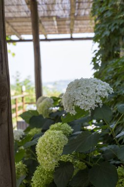 Güzel beyaz çiçeklerle süslenmiş canlı bir çalı ve büyüleyici bir pergola yapının altında zarif bir şekilde büyüyen yemyeşil yapraklar var.