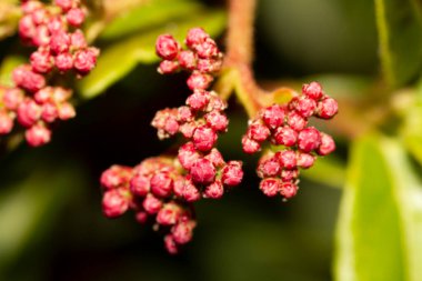 Bu resim, etrafını saran zarif pembe çiçekler ve yemyeşil yapraklarla süslenmiş güzel bir bitkinin detaylı bir görüntüsünü sunar.