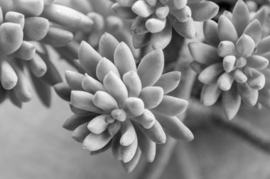 Bu resimde büyüleyici bir siyah beyaz fotoğraf var. Doğal haliyle çok güzel detaylandırılmış bir bitkiyi gösteriyor.