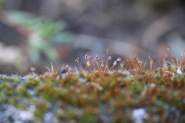 Bu görüntü, engebeli bir kaya yüzeyinde gelişen yemyeşil yosunların detaylı bir yakın çekimini içeriyor. Karmaşık dokularını ve doğal güzelliğini gözler önüne seriyor.