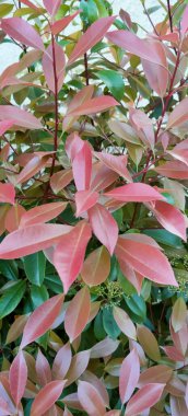 Bu, çevresine hayat katan kırmızı ve yeşil yaprakların güzel bir karışımının yer aldığı canlı bir çalılığın yakın görüntüsü.