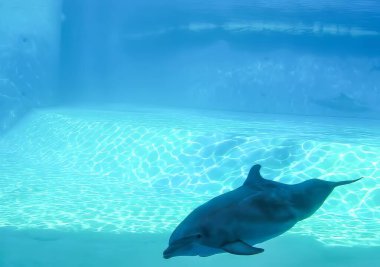 Bir yunus zarif bir şekilde berrak suyla dolu geniş ve geniş bir akvaryumda yüzüyor, çevikliğini ve şakacı doğasını gösteriyor.