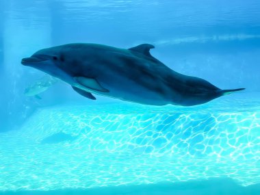 Bir yunus zarif bir şekilde berrak suyla dolu geniş ve geniş bir akvaryumda yüzüyor, çevikliğini ve şakacı doğasını gösteriyor.